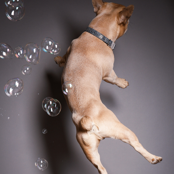 Professionelles Tier-Shooting