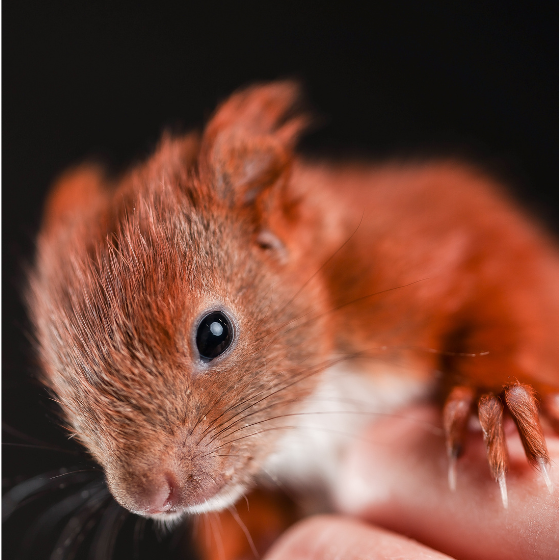 45 Minuten Tier-Fotoshooting inkl. Bilderpaket