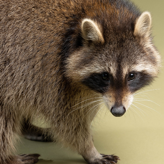 45 Minuten Tier-Fotoshooting inkl. Bilderpaket