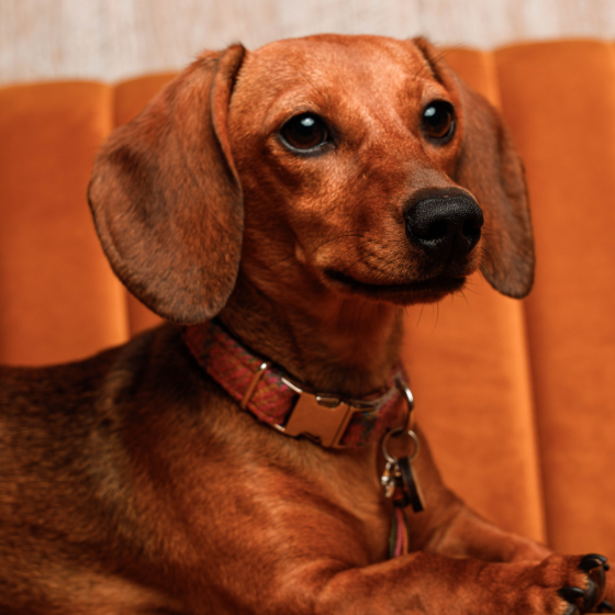 45 Minuten Tier-Fotoshooting inkl. Bilderpaket