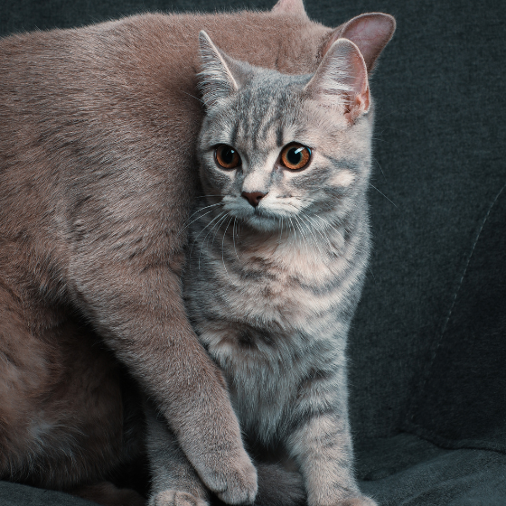 45 Minuten Tier-Fotoshooting inkl. Bilderpaket