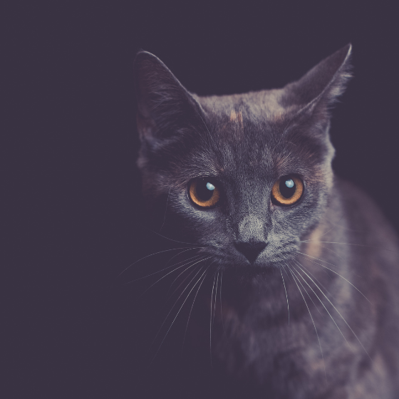 45 Minuten Tier-Fotoshooting inkl. Bilderpaket