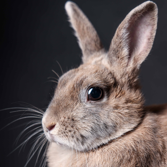 45 Minuten Tier-Fotoshooting inkl. Bilderpaket