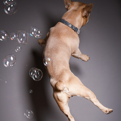 Professionelles Tier-Shooting