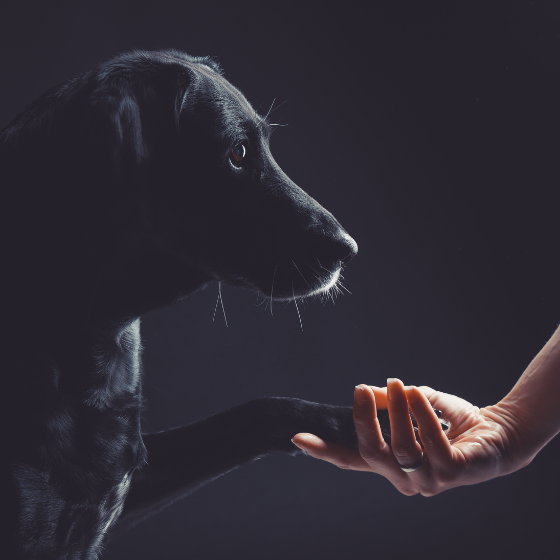 45 Minuten Tier-Fotoshooting inkl. Bilderpaket