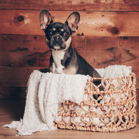 45 Minuten Tier-Fotoshooting inkl. Bilderpaket