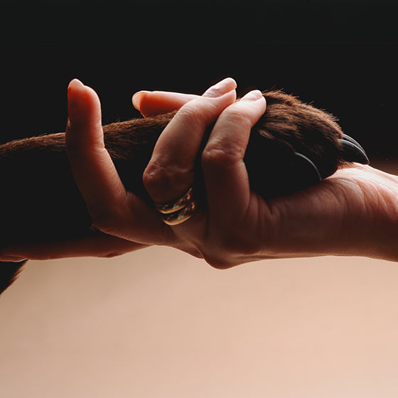 45 Minuten Tier-Fotoshooting inkl. Bilderpaket