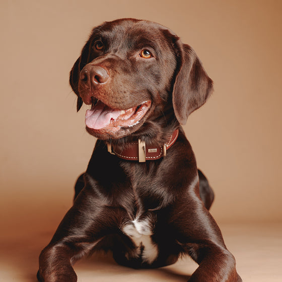 45 Minuten Tier-Fotoshooting inkl. Bilderpaket